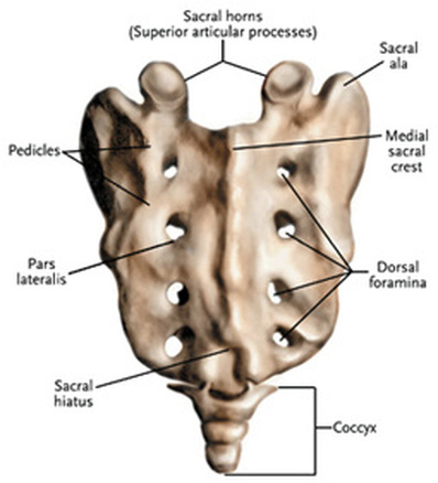 Sacrum Physical Therapy at Hesch Institute in Clark County