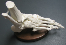 Flexible Foot Image on Base - Hesch Anatomical Products