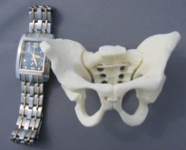 Small Flexible Pelvis  - Hesch Anatomical Products